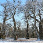 Wherstead Park